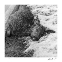 Spaziergang im Winter